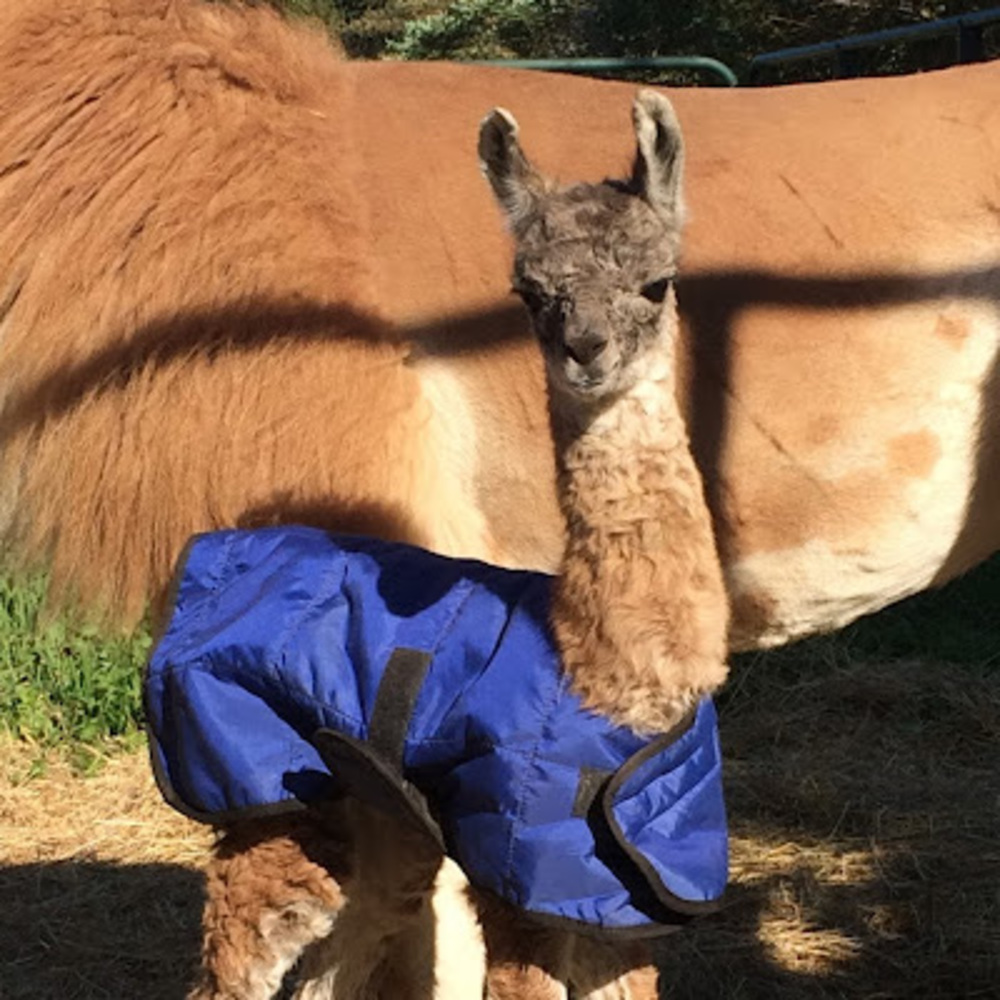 Meet your Posher, Kristy